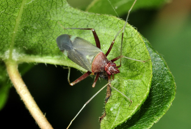 Miridae: Closterotomus annulus